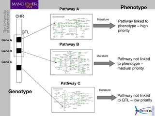 CHR QTL Gene A Gene B Pathway A Pathway B Pathway linked to phenotype – high priority Pathway not linked to phenotype – medium priority Pathway C Phenotype literature literature literature Gene C Pathway not linked to QTL – low priority Genotype 