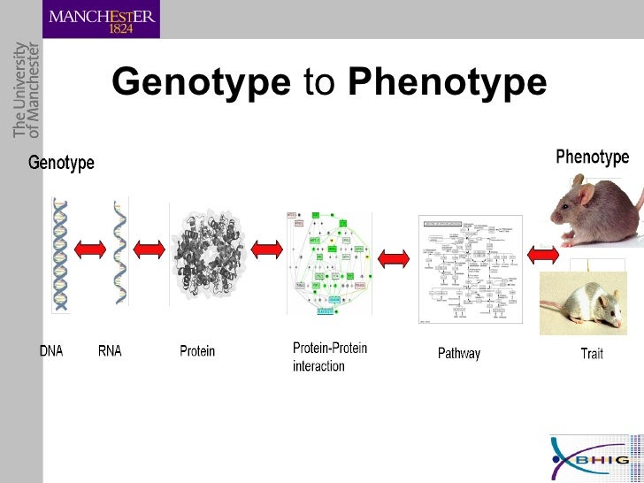 phenotype and genotype