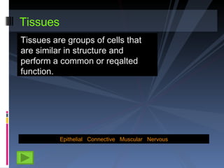 Tissues ,[object Object],Epithelial   Connective   Muscular    Nervous 