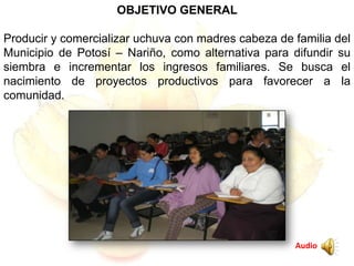 OBJETIVO GENERAL
Producir y comercializar uchuva con madres cabeza de familia del
Municipio de Potosí – Nariño, como alternativa para difundir su
siembra e incrementar los ingresos familiares. Se busca el
nacimiento de proyectos productivos para favorecer a la
comunidad.
Audio
 