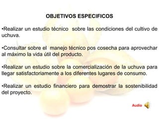 OBJETIVOS ESPECIFICOS
•Realizar un estudio técnico sobre las condiciones del cultivo de
uchuva.
•Consultar sobre el manejo técnico pos cosecha para aprovechar
al máximo la vida útil del producto.
•Realizar un estudio sobre la comercialización de la uchuva para
llegar satisfactoriamente a los diferentes lugares de consumo.
•Realizar un estudio financiero para demostrar la sostenibilidad
del proyecto.
Audio
 