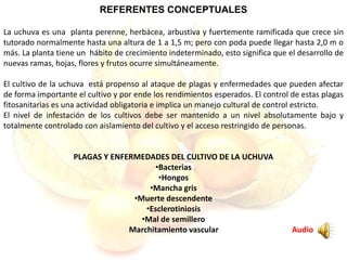REFERENTES CONCEPTUALES
La uchuva es una planta perenne, herbácea, arbustiva y fuertemente ramificada que crece sin
tutorado normalmente hasta una altura de 1 a 1,5 m; pero con poda puede llegar hasta 2,0 m o
más. La planta tiene un hábito de crecimiento indeterminado, esto significa que el desarrollo de
nuevas ramas, hojas, flores y frutos ocurre simultáneamente.
El cultivo de la uchuva está propenso al ataque de plagas y enfermedades que pueden afectar
de forma importante el cultivo y por ende los rendimientos esperados. El control de estas plagas
fitosanitarias es una actividad obligatoria e implica un manejo cultural de control estricto.
El nivel de infestación de los cultivos debe ser mantenido a un nivel absolutamente bajo y
totalmente controlado con aislamiento del cultivo y el acceso restringido de personas.
PLAGAS Y ENFERMEDADES DEL CULTIVO DE LA UCHUVA
•Bacterias
•Hongos
•Mancha gris
•Muerte descendente
•Esclerotiniosis
•Mal de semillero
Marchitamiento vascular Audio
 