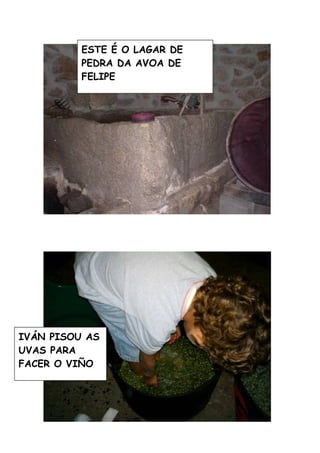 A Vendima