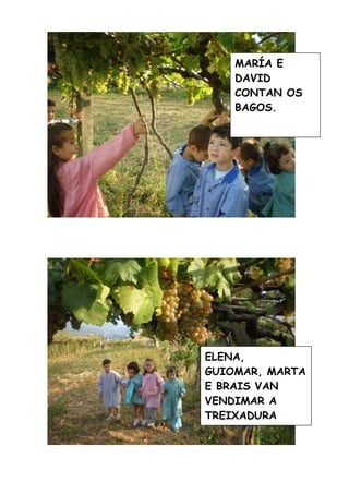 A Vendima