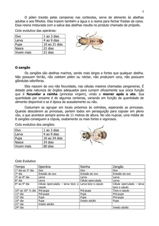 O pólen trazido pelas campeiras nas corbicolas, serve de alimento às abelhas
adultas e aos filhotes. Elas trazem também a água e a resina para fechar frestas da caixa.
Essa resina misturada com a saliva das abelhas resulta no produto chamado de própolis.
Ciclo evolutivo das operárias:
O zangão
Os zangões são abelhas machos, sendo mais largos e fortes que qualquer abelha.
Não possuem ferrão, não coletam pólen ou néctar, não produzem cera, não possuem
glândulas odoríferas.
Eles nascem do ovo não fecundado, nas células maiores chamadas zanganeiras. É
dotado pela natureza de órgãos adequados para cumprir eficazmente sua única função
que é fecundar a rainha (princesa virgem), vindo a morrer após o ato. Sua
quantidade por enxame é de algumas centenas, variando em função da quantidade de
alimento disponível e se é época de acasalamento ou não.
Costumam se agrupar em locais próximos às colméias, esperando as princesas.
Quando descobrem as princesas, partem todos em perseguição para copular em pleno
vôo, o que acontece sempre acima de 11 metros de altura. No vôo nupcial, uma média de
8 zangões conseguem a cópula, exatamente os mais fortes e vigorosos.
Ciclo evolutivo dos zangões:
Ovo 1 ao 3 dias
Larva 4 ao 9 dias
Pupa 10 ao 24 dias
Nasce 24 dias
Vivem mais 80 dias
Ciclo Evolutivo
Tempo Operária Rainha Zangão
1° dia ao 3° dia Ovo Ovo Ovo
3° dia Eclosão do ovo Eclosão do ovo Eclosão do ovo
3° ao 8° dia Larva Larva Larva
8° dia Larva Célula operculada Larva
8° ao 9° dia Célula operculada – larva tece o
casulo
Larva tece o casulo Célula operculada – larva
tece o casulo
10° ao 10° ½ dia Pré-pupa Pré-pupa Tece o casulo
11° dia Pré-pupa Pupa Pré-pupa
12° dia Pupa Pupa Pré-pupa
16° dia Pupa Inseto adulto Pupa
21° dia Inseto adulto
24° dia Inseto adulto
3
Ovo 1 ao 3 dias
Larva 4 ao 9 dias
Pupa 10 ao 21 dias
Nasce 21 dias
Vivem mais 21 dias
 