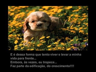 E é dessa forma que tento viver e levar a minha vida para frente...  Embora, às vezes, eu tropece... Faz parte da edificação, do crescimento!!!! 