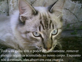 Todos os gatos têm o poder de, diariamente, remover energia negativa acumulada no nosso corpo. Enquanto nós dormimos, eles absorvem essa energia.  