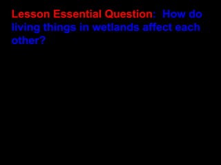 Lesson Essential Question :  How do living things in wetlands affect each other? 