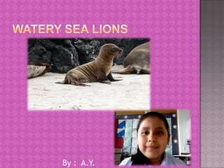 Watery Sea Lions                        By :  A.Y. 