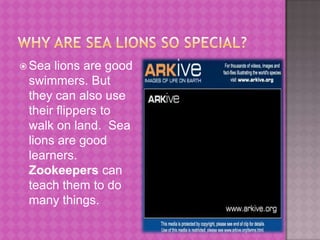 Why are sea lions so special?Sea lions are good swimmers. But they can also use their flippers to walk on land.  Sea lions are good learners.  Zookeepers can teach them to do many things.