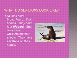 What do sea lions look like?Sea lions have brown hair on their bodies.  They have four flippers.  Sea lions have whiskers on their snouts.  They have ear flaps on their heads.