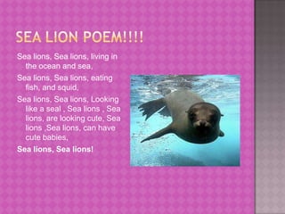 Sea lion poem!!!!Sea lions, Sea lions, living in the ocean and sea,Sea lions, Sea lions, eating fish, and squid,Sea lions, Sea lions, Looking like a seal , Sea lions , Sea lions, are looking cute, Sea lions ,Sea lions, can have cute babies,Sea lions, Sea lions!