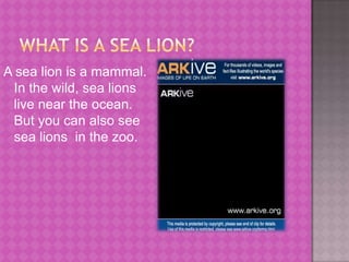 What is a Sea Lion?A sea lion is a mammal.  In the wild, sea lions live near the ocean.  But you can also see sea lions  in the zoo.