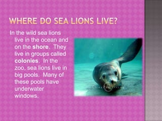 Where do sea lions live?In the wild sea lions live in the ocean and on the shore.  They live in groups called colonies.  In the zoo, sea lions live in big pools.  Many of these pools have underwater windows.