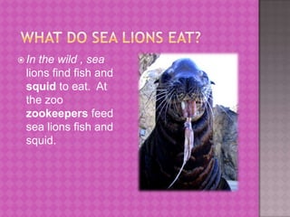 What do sea lions eat?In the wild , sea lions find fish and squid to eat.  At the zoo zookeepers feed sea lions fish and squid.