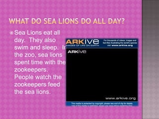 What do sea lions do all day?Sea Lions eat all day.  They also swim and sleep.  In the zoo, sea lions spent time with the zookeepers.  People watch the zookeepers feed the sea lions. 