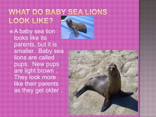What do baby sea lions look like?A baby sea lion looks like its parents, but it is smaller.  Baby sea lions are called pups.  New pups are light brown .  They look more like their parents as they get older .