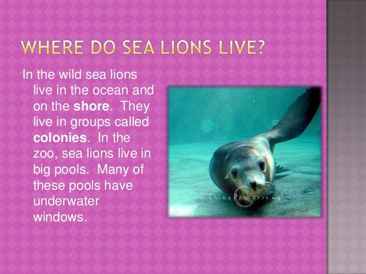 Sea Lions