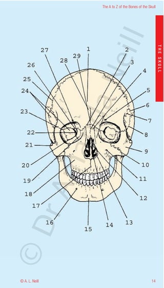 The A to Z of the Bones of the Skull




                    eill
                                                           THE SKULL
                  aN
                   nd
                ma
       rA
©D




© A. L. Neill                                        14
 