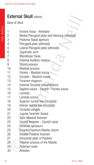 The A to Z of the Bones of the Skull




                 External Skull Inferior




                                                          eill
                 Base of Skull
THE SKULL




                 1           Incisive fossa - Alveolare
                 2           Medial Pterygoid plate and Hamulus (ethmoid)
                 3           Posterior Nasal aperture




                                                   aN
                 4           Pterygoid plate (ethmoid)
                 5           Lateral Pterygoid plate (ethmoid)
                 6           Zygomatic arch
                 7           Mandibular fossa
                 8           External Auditory meatus
                 9           Styloid process
                                         nd
                 10          Mastoid process
                 11          Parieto - Mastoid suture
                 12          Occipito - Mastoid suture
                 13          Foramen magnum
                                      ma

                 14          External Occipital proturberance
                 15          Sagittal suture - Parieto - Parieto suture
                 16          Lambda
                 17          Lambda suture
                 18          Superior nuchal line (Occipital)
                 19          Inferior nuchal line (Occipital)
                           rA



                 20          Occipital condyle
                 21          Jugular foramen (fossa)
                 22          Stylo-Mastoid foramen
                 23          Carotid foramen - Carotid canal
                 24          Foramen spinosum
            ©D




                 25          Foramen lacerum-Basilar suture
                 26          Greater Palatine foramen
                 27          Horizontal plate of Palatine
                 28          Palatine process of the Maxilla
                 29          Foramen ovale
                 30          Alveolon

            21                                                        © A. L. Neill
 