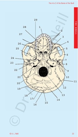 The A to Z of the Bones of the Skull




                    eill
                                                           THE SKULL
                  aN
                   nd
                ma
       rA
©D




© A. L. Neill                                        22
 