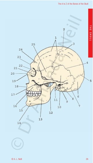 The A to Z of the Bones of the Skull




                    eill
                                                           THE SKULL
                  aN
                   nd
                ma
       rA
©D




© A. L. Neill                                        26
 