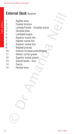 The A to Z of the Bones of the Skull




                 External Skull Posterior




                                                           eill
                 1           Sagittal sinus
THE SKULL




                 2           Parietal foramen
                 3           Lambda Pareito - Occipital suture
                 4           Occipital bone




                                                   aN
                 5           Lambdoid suture
                 6           Superior nuchal line
                 7           Highest nuchal line
                 8           Superior nuchal line
                 9           Mastoid process
                 10          External Occitipal protruberance
                                         nd
                 11          Inferior nuchal groove
                 12          Superior nuchal groove
                 13          Sutural bones - Inca
                 14          Euyron
                 15          Parietal bone
                                      ma
                           rA
            ©D




            29                                                   © A. L. Neill
 