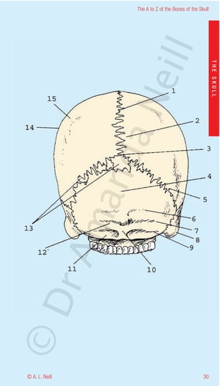 The A to Z of the Bones of the Skull




                    eill
                                                           THE SKULL
                  aN
                   nd
                ma
       rA
©D




© A. L. Neill                                        30
 