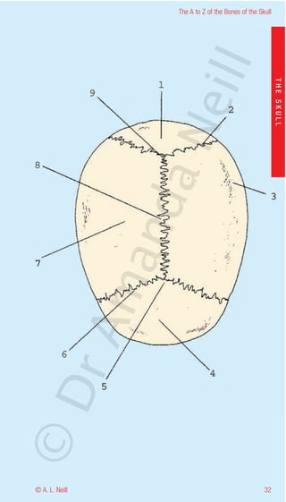 The A to Z of the Bones of the Skull




                    eill
                                                           THE SKULL
                  aN
                   nd
                ma
       rA
©D




© A. L. Neill                                        32
 
