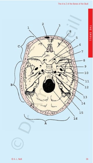The A to Z of the Bones of the Skull




                    eill
                                                           THE SKULL
                  aN
                   nd
                ma
       rA
©D




© A. L. Neill                                        36
 
