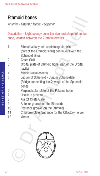 The A to Z of the Bones of the Skull




                          Ethmoid bones




                                                                      eill
                          Anterior / Lateral / Medial / Superior

                          Description - Light spongy bone the size and shape of an ice
                          cube, located between the 2 orbital cavities.




                                                            aN
                          1           Ethmoidal labyrinth containing air cells
                                      (part of the Ethmoid sinus) continuous with the
                                      Sphenoid sinus
                          2           Crista Galli
                          3           Orbital plate of Ethmoid bone (part of the Orbital
                                      cavity)
                                                  nd
                          4           Middle Nasal concha
BONES OF THE SKULL




                          5           Jugum of Sphenoid - Jugum Sphenoidale
                                      (Bridge connecting the 2 wings of the Sphenoid
                                      bone)
                                               ma

                          6           Perpendicular plate of the Palatine bone
                          7           Uncinate process
                          8           Ala (of Crista Galli)
                          9           Anterior groove (on the Ethmoid)
                          10          Posterior groove (on the Ethmoid)
                          11          Cribiform plate (entrance for the Olfactory nerve)
                                    rA



                          12          Vomer
                     ©D




                     37                                                           © A. L. Neill
 
