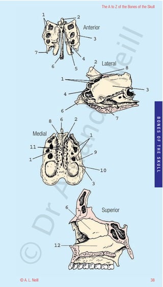 The A to Z of the Bones of the Skull




                    Anterior




                           eill
                               Lateral




                   aN
                    nd

                                                                      BONES OF THE SKULL
        Medial
                 ma
       rA




                               Superior
©D




© A. L. Neill                                                   38
 