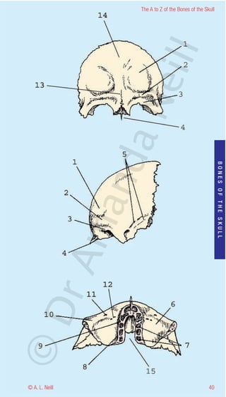 The A to Z of the Bones of the Skull




                    eill
                  aN
                   nd

                                                           BONES OF THE SKULL
                ma
       rA
©D




© A. L. Neill                                        40
 
