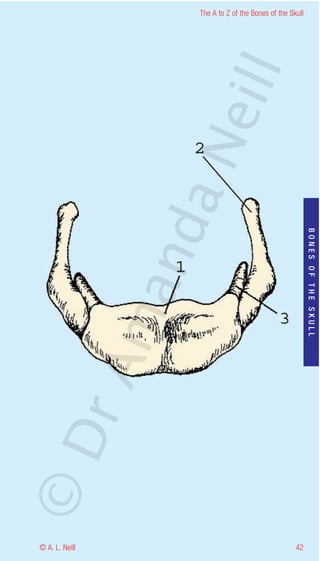 The A to Z of the Bones of the Skull




                    eill
                  aN
                   nd

                                                           BONES OF THE SKULL
                ma
       rA
©D




© A. L. Neill                                        42
 