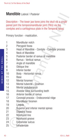 The A to Z of the Bones of the Skull




                          Mandible Lateral / Posterior




                                                                    eill
                          Description - The lower jaw bone joins the skull via a single
                          paired joint the temporomandibular joint (TMJ) via the
                          condyles and a cartilaginous plate in the Temporal fossa.




                                                            aN
                          Primary function - mastication.

                          1           Mandibular notch
                          2           Pterygoid fovea
                          3           Head of Mandible - Condyle - Condylar process
                          4           Neck of Mandible
                                                  nd
                          5           Posterior border of ramus of mandible
BONES OF THE SKULL




                          6           Ramus - Vertical ramus
                          7           Angle of mandible
                          8           Oblique line
                          9           Inferior border
                                               ma

                          10          Body - Horizontal ramus
                          11          Base
                          12          Mental foramen
                          13          Mental tubercle - Gnathion
                          14          Mental protuberance
                                    rA



                          15          Alveolar bone surrounding teeth
                          16          Anterior border of ramus
                          17          Coronoid process - Endocoronial ridge
                          18          Mandibular foramen
                          19          Lingula
                     ©D




                          20          Superior and inferior mental spines
                          21          Digastric fossa
                          22          Mylohyoid line
                          23          Mylohyoid groove
                          24          Extramolar sulcus
                          25          Infradentale


                     43                                                         © A. L. Neill
 
