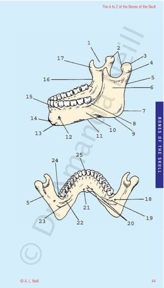 The A to Z of the Bones of the Skull




                    eill
                  aN
                   nd

                                                           BONES OF THE SKULL
                ma
       rA
©D




© A. L. Neill                                        44
 