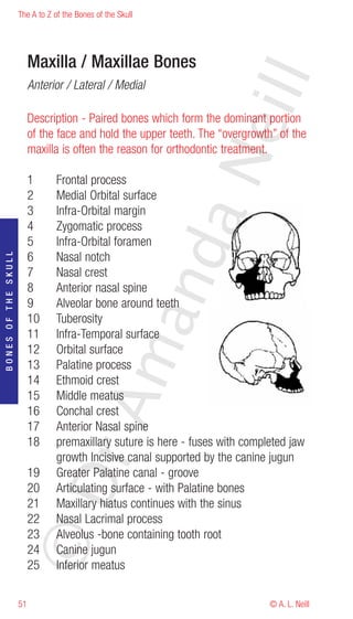 The A to Z of the Bones of the Skull




                          Maxilla / Maxillae Bones




                                                                   eill
                          Anterior / Lateral / Medial

                          Description - Paired bones which form the dominant portion
                          of the face and hold the upper teeth. The “overgrowth” of the
                          maxilla is often the reason for orthodontic treatment.




                                                            aN
                          1      Frontal process
                          2      Medial Orbital surface
                          3      Infra-Orbital margin
                          4      Zygomatic process
                          5      Infra-Orbital foramen
                                                  nd
                          6      Nasal notch
BONES OF THE SKULL




                          7      Nasal crest
                          8      Anterior nasal spine
                          9      Alveolar bone around teeth
                                               ma

                          10     Tuberosity
                          11     Infra-Temporal surface
                          12     Orbital surface
                          13     Palatine process
                          14     Ethmoid crest
                          15     Middle meatus
                                    rA



                          16     Conchal crest
                          17     Anterior Nasal spine
                          18     premaxillary suture is here - fuses with completed jaw
                                 growth Incisive canal supported by the canine jugun
                          19     Greater Palatine canal - groove
                     ©D




                          20     Articulating surface - with Palatine bones
                          21     Maxillary hiatus continues with the sinus
                          22     Nasal Lacrimal process
                          23     Alveolus -bone containing tooth root
                          24     Canine jugun
                          25     Inferior meatus

                     51                                                        © A. L. Neill
 