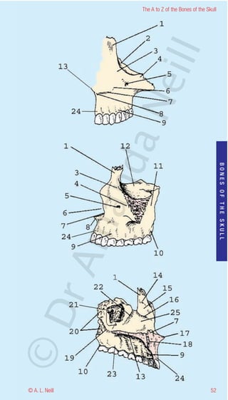 The A to Z of the Bones of the Skull




                    eill
                  aN
                   nd

                                                           BONES OF THE SKULL
                ma
       rA
©D




© A. L. Neill                                        52
 