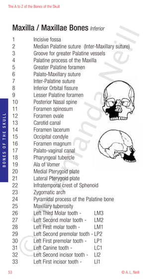 The A to Z of the Bones of the Skull




                          Maxilla / Maxillae Bones Inferior




                                                                     eill
                          1           Incisive fossa
                          2           Median Palatine suture (Inter-Maxillary suture)
                          3           Groove for greater Palatine vessels
                          4           Palatine process of the Maxilla
                          5           Greater Palatine foramen




                                                            aN
                          6           Palato-Maxillary suture
                          7           Inter-Palatine suture
                          8           Inferior Orbital fissure
                          9           Lesser Palatine foramen
                          10          Posterior Nasal spine
                          11          Foramen spinosum
                                                  nd
                          12          Foramen ovale
BONES OF THE SKULL




                          13          Carotid canal
                          14          Foramen lacerum
                          15          Occipital condyle
                                               ma

                          16          Foramen magnum
                          17          Palato-vaginal canal
                          18          Pharyngeal tubercle
                          19          Ala of Vomer
                          20          Medial Pterygoid plate
                          21          Lateral Pterygoid plate
                                    rA



                          22          Infratemporal crest of Sphenoid
                          23          Zygomatic arch
                          24          Pyramidal process of the Palatine bone
                          25          Maxillary tuberosity
                          26          Left Third Molar tooth -      LM3
                     ©D




                          27          Left Second molar tooth - LM2
                          28          Left First molar tooth -      LM1
                          29          Left Second premolar tooth - LP2
                          30          Left First premolar tooth - LP1
                          31          Left Canine tooth -           LC1
                          32          Left Second incisor tooth - LI2
                          33          Left First incisor tooth -    LI1
                     53                                                         © A. L. Neill
 