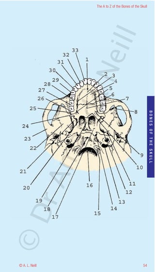 The A to Z of the Bones of the Skull




                    eill
                  aN
                   nd

                                                           BONES OF THE SKULL
                ma
       rA
©D




© A. L. Neill                                        54
 