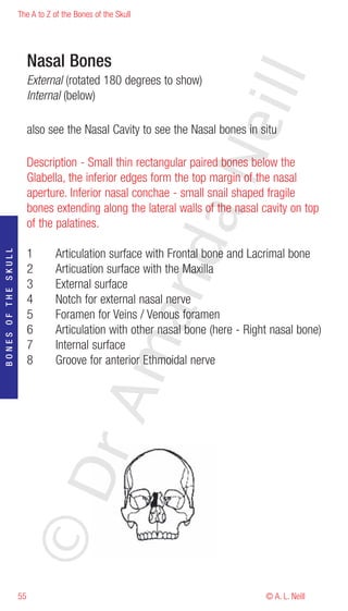The A to Z of the Bones of the Skull




                          Nasal Bones




                                                                    eill
                          External (rotated 180 degrees to show)
                          Internal (below)

                          also see the Nasal Cavity to see the Nasal bones in situ




                                                            aN
                          Description - Small thin rectangular paired bones below the
                          Glabella, the inferior edges form the top margin of the nasal
                          aperture. Inferior nasal conchae - small snail shaped fragile
                          bones extending along the lateral walls of the nasal cavity on top
                          of the palatines.
                                                  nd
                          1      Articulation surface with Frontal bone and Lacrimal bone
BONES OF THE SKULL




                          2      Articuation surface with the Maxilla
                          3      External surface
                          4      Notch for external nasal nerve
                                               ma

                          5      Foramen for Veins / Venous foramen
                          6      Articulation with other nasal bone (here - Right nasal bone)
                          7      Internal surface
                          8      Groove for anterior Ethmoidal nerve
                                    rA
                     ©D




                     55                                                         © A. L. Neill
 