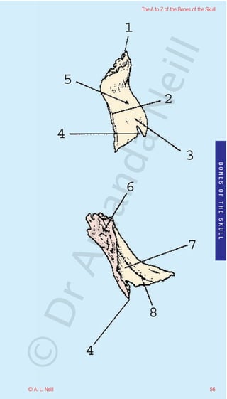 The A to Z of the Bones of the Skull




                    eill
                  aN
                   nd

                                                           BONES OF THE SKULL
                ma
       rA
©D




© A. L. Neill                                        56
 