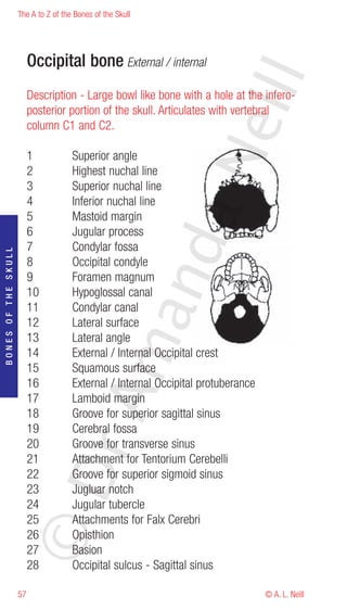 The A to Z of the Bones of the Skull




                          Occipital bone External / internal




                                                                      eill
                          Description - Large bowl like bone with a hole at the infero-
                          posterior portion of the skull. Articulates with vertebral
                          column C1 and C2.




                                                            aN
                          1           Superior angle
                          2           Highest nuchal line
                          3           Superior nuchal line
                          4           Inferior nuchal line
                          5           Mastoid margin
                          6           Jugular process
                                                  nd
                          7           Condylar fossa
BONES OF THE SKULL




                          8           Occipital condyle
                          9           Foramen magnum
                          10          Hypoglossal canal
                          11          Condylar canal
                                               ma

                          12          Lateral surface
                          13          Lateral angle
                          14          External / Internal Occipital crest
                          15          Squamous surface
                          16          External / Internal Occipital protuberance
                                    rA



                          17          Lamboid margin
                          18          Groove for superior sagittal sinus
                          19          Cerebral fossa
                          20          Groove for transverse sinus
                          21          Attachment for Tentorium Cerebelli
                     ©D




                          22          Groove for superior sigmoid sinus
                          23          Jugluar notch
                          24          Jugular tubercle
                          25          Attachments for Falx Cerebri
                          26          Opisthion
                          27          Basion
                          28          Occipital sulcus - Sagittal sinus

                     57                                                            © A. L. Neill
 