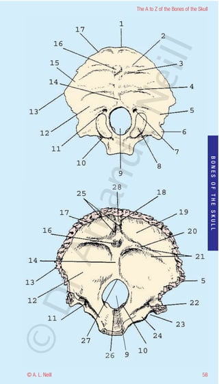The A to Z of the Bones of the Skull




                    eill
                  aN
                   nd

                                                           BONES OF THE SKULL
                ma
       rA
©D




© A. L. Neill                                        58
 