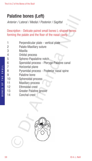 The A to Z of the Bones of the Skull




                          Palatine bones (Left)




                                                                      eill
                          Anterior / Lateral / Medial / Posterior / Sagittal

                          Description - Delicate paired small bones L-shaped bones
                          forming the palate and the floor of the nasal cavity.




                                                            aN
                          1           Perpendicular plate - vertical plate
                          2           Palato-Maxillary suture
                          3           Maxilla
                          4           Orbital process
                          5           Spheno-Papalatine notch
                          6           Spenoidal process - Pterygo-Palatine canal
                                                  nd
                          7           Horizontal plane
BONES OF THE SKULL




                          8           Pyramidal process - Posterior nasal spine
                          9           Palatine bone
                          10          Sphenoidal process
                                               ma

                          11          Maxillary process
                          12          Ethmoidal crest
                          13          Greater Palatine groove
                          14          Conchal crest
                                    rA
                     ©D




                     59                                                        © A. L. Neill
 