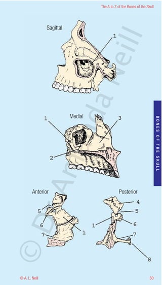 The A to Z of the Bones of the Skull




                Sagittal




                                    eill
                               aN
                   nd
                           Medial




                                                                           BONES OF THE SKULL
                ma
       rA



        Anterior                                Posterior
©D




© A. L. Neill                                                        60
 