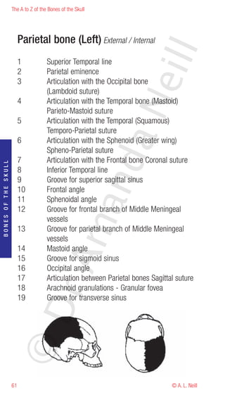 The A to Z of the Bones of the Skull




                          Parietal bone (Left) External / Internal




                                                                     eill
                          1           Superior Temporal line
                          2           Parietal eminence
                          3           Articulation with the Occipital bone
                                      (Lambdoid suture)




                                                            aN
                          4           Articulation with the Temporal bone (Mastoid)
                                      Parieto-Mastoid suture
                          5           Articulation with the Temporal (Squamous)
                                      Temporo-Parietal suture
                          6           Articulation with the Sphenoid (Greater wing)
                                      Spheno-Parietal suture
                                                  nd
                          7           Articulation with the Frontal bone Coronal suture
BONES OF THE SKULL




                          8           Inferior Temporal line
                          9           Groove for superior sagittal sinus
                          10          Frontal angle
                          11          Sphenoidal angle
                                               ma

                          12          Groove for frontal branch of Middle Meningeal
                                      vessels
                          13          Groove for parietal branch of Middle Meningeal
                                      vessels
                          14          Mastoid angle
                                    rA



                          15          Groove for sigmoid sinus
                          16          Occipital angle
                          17          Articulation between Parietal bones Sagittal suture
                          18          Arachnoid granulations - Granular fovea
                          19          Groove for transverse sinus
                     ©D




                     61                                                          © A. L. Neill
 
