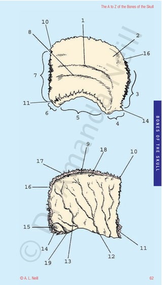 The A to Z of the Bones of the Skull




                    eill
                  aN
                   nd

                                                           BONES OF THE SKULL
                ma
       rA
©D




© A. L. Neill                                        62
 