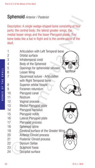 The A to Z of the Bones of the Skull




                          Sphenoid Anterior / Posterior




                                                                     eill
                          Description: A single wedge-shaped bone consisting of four
                          parts: the central body; the lateral greater wings, the
                          medial lesser wings and the lower Pterygoid plates. The
                          bone looks like a bat in flight and is the centre piece of the




                                                            aN
                          skull.

                          1           Articulation with Left Temporal bone
                          2           Orbital surface
                          3           Infratemporal crest
                          4           Body of the Sphenoid
                                                  nd
                          5           Openings for sphenoidal sinuses
BONES OF THE SKULL




                          6           Lesser Wing
                          7           Squamosal suture - Articulation
                                      with Right Temporal bone
                          8           Superior orbital fissure
                                               ma

                          9           Foramen rotundum
                          10          Pterygoid canal
                          11          Rostrum
                          12          Vaginal process
                          13          Medial Pterygoid plate
                                    rA



                          14          Pterygoid hamulus
                          15          Pterygoid notch
                          16          Lateral Pterygoid plate
                          17          Pterygoid process
                          18          Sphenoid spine
                     ©D




                          19          Cerebral surface of the Greater Wing
                          20          Anterior Clinoid process
                          21          Posterior Clinoid process
                          22          Dorsum Sellae
                          23          Scaphoid fossa
                          24          Occipital surface


                     63                                                          © A. L. Neill
 