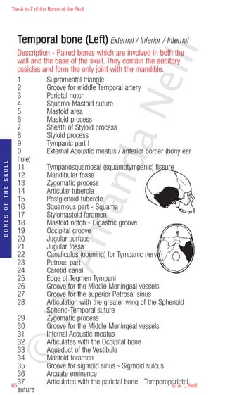 The A to Z of the Bones of the Skull




                       Temporal bone (Left) External / Inferior / Internal




                                                                     eill
                        Description - Paired bones which are involved in both the
                        wall and the base of the skull. They contain the auditory
                        ossicles and form the only joint with the mandible.
                        1         Suprameatal triangle
                        2         Groove for middle Temporal artery
                        3         Parietal notch




                                                            aN
                        4         Squamo-Mastoid suture
                        5         Mastoid area
                        6         Mastoid process
                        7         Sheath of Styloid process
                        8         Styloid process
                        9         Tympanic part l
                        0         External Acoustic meatus / anterior border (bony ear
                                                  nd
                        hole)
BONES OF THE SKULL




                        11        Tympanosquamosal (squamotympanic) fissure
                        12        Mandibular fossa
                        13        Zygomatic process
                        14        Articular tubercle
                        15        Postglenoid tubercle
                                               ma

                        16        Squamous part - Squama
                        17        Stylomastoid foramen
                        18        Mastoid notch - Digastric groove
                        19        Occipital groove
                        20        Jugular surface
                        21        Jugular fossa
                        22        Canaliculus (opening) for Tympanic nerve
                                    rA



                        23        Petrous part
                        24        Carotid canal
                        25        Edge of Tegmen Tympani
                        26        Groove for the Middle Meningeal vessels
                        27        Groove for the superior Petrosal sinus
                        28        Articulation with the greater wing of the Sphenoid
                     ©D




                                  Spheno-Temporal suture
                        29        Zygomatic process
                        30        Groove for the Middle Meningeal vessels
                        31        Internal Acoustic meatus
                        32        Articulates with the Occipital bone
                        33        Aqueduct of the Vestibule
                        34        Mastoid foramen
                        35        Groove for sigmoid sinus - Sigmoid sulcus
                        36        Arcuate eminence
                     65
                        37        Articulates with the parietal bone - Temporoparietal Neill
                                                                                © A. L.
                        suture
 
